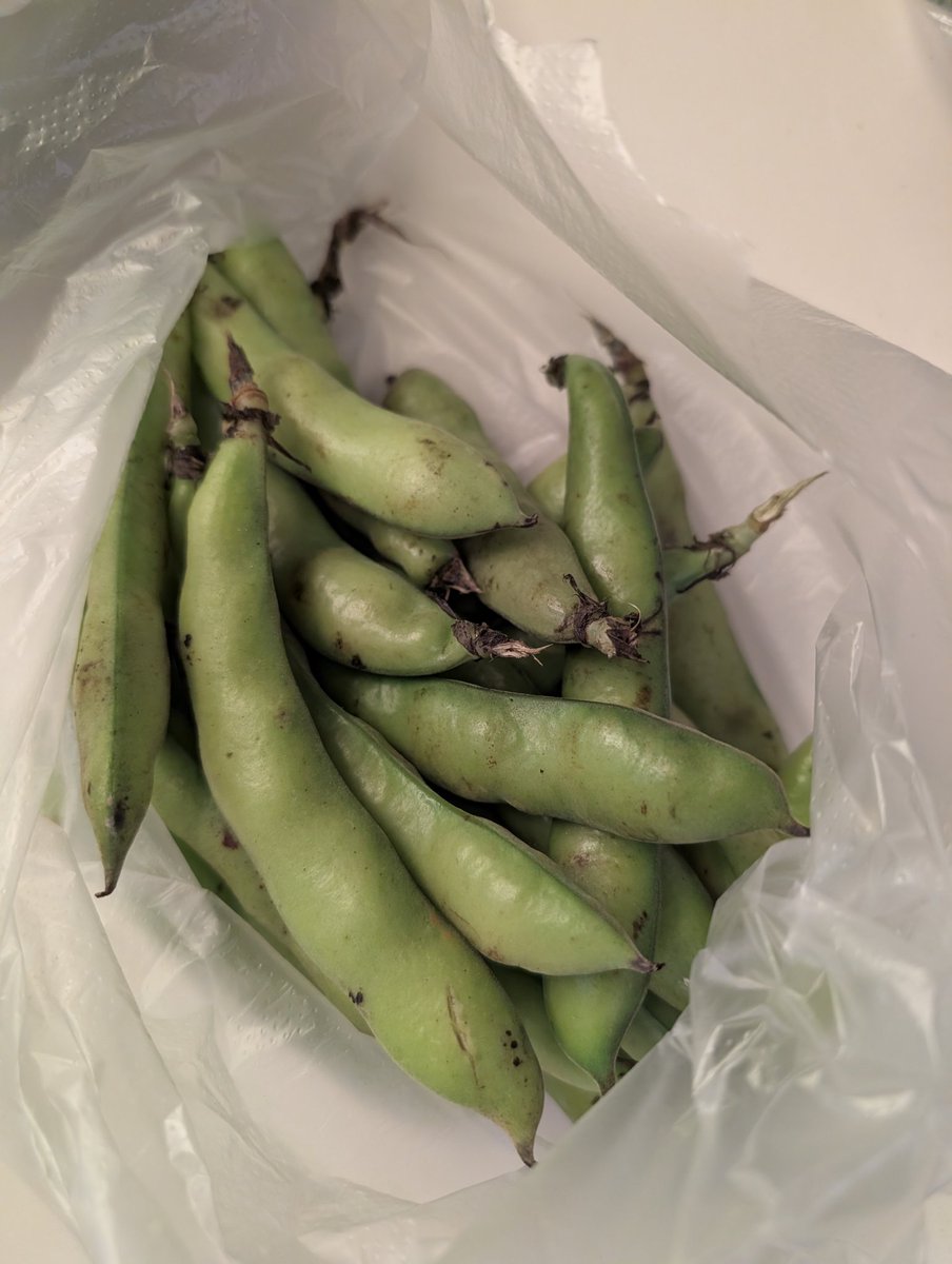 BlueHeartsUWS's tweet photo. Air fryer cooked Fava beans were so good. I didn't get the char like you would on a charcoal grill but still the best way to enjoy seasonal veg like this.
#lifeinHongKong
そら豆のエアフライヤー焼き
香港自炊生活 https://t.co/UPHkBwMUwA
