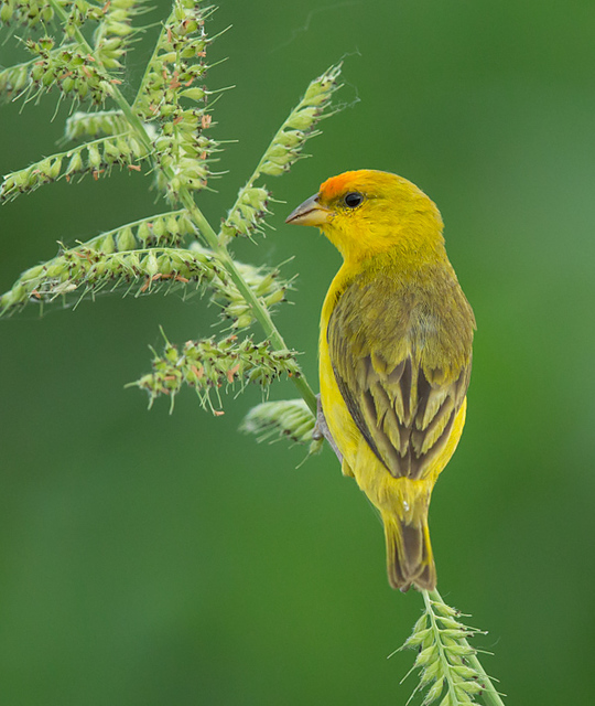 Aves do Brasil tweet media