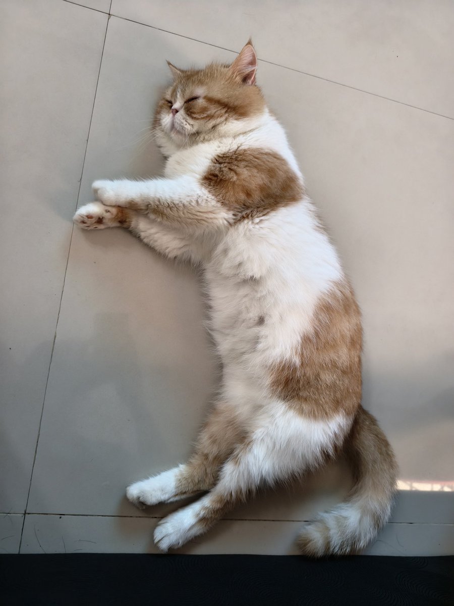 Pawpi tweet media