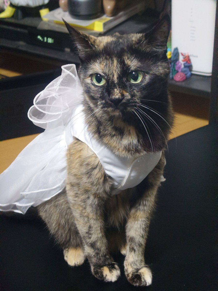 坂梨 由芽 tweet media