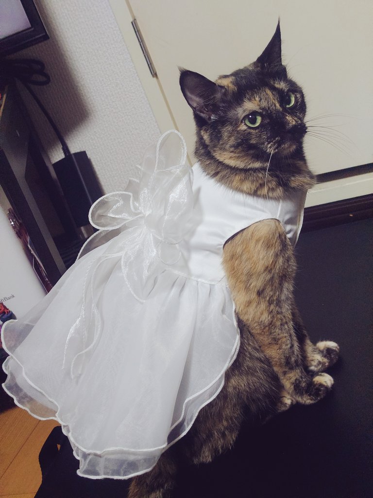 坂梨 由芽 tweet media