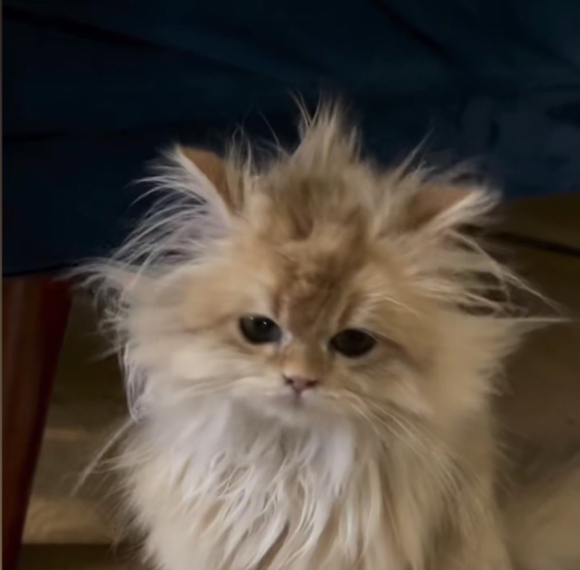 p⭑ (100% มัมเหมีายว) tweet media