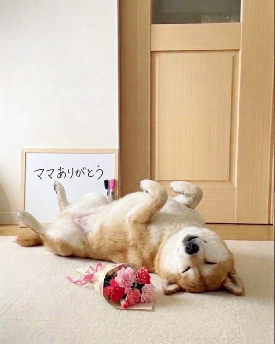 なんか全然思ってなさそうな犬送られてきた
