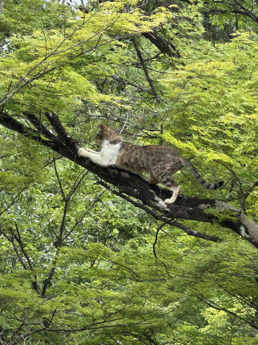 _tt_5_'s tweet photo. 猫が木登りしてた🐈 https://t.co/jatYmPEFpF