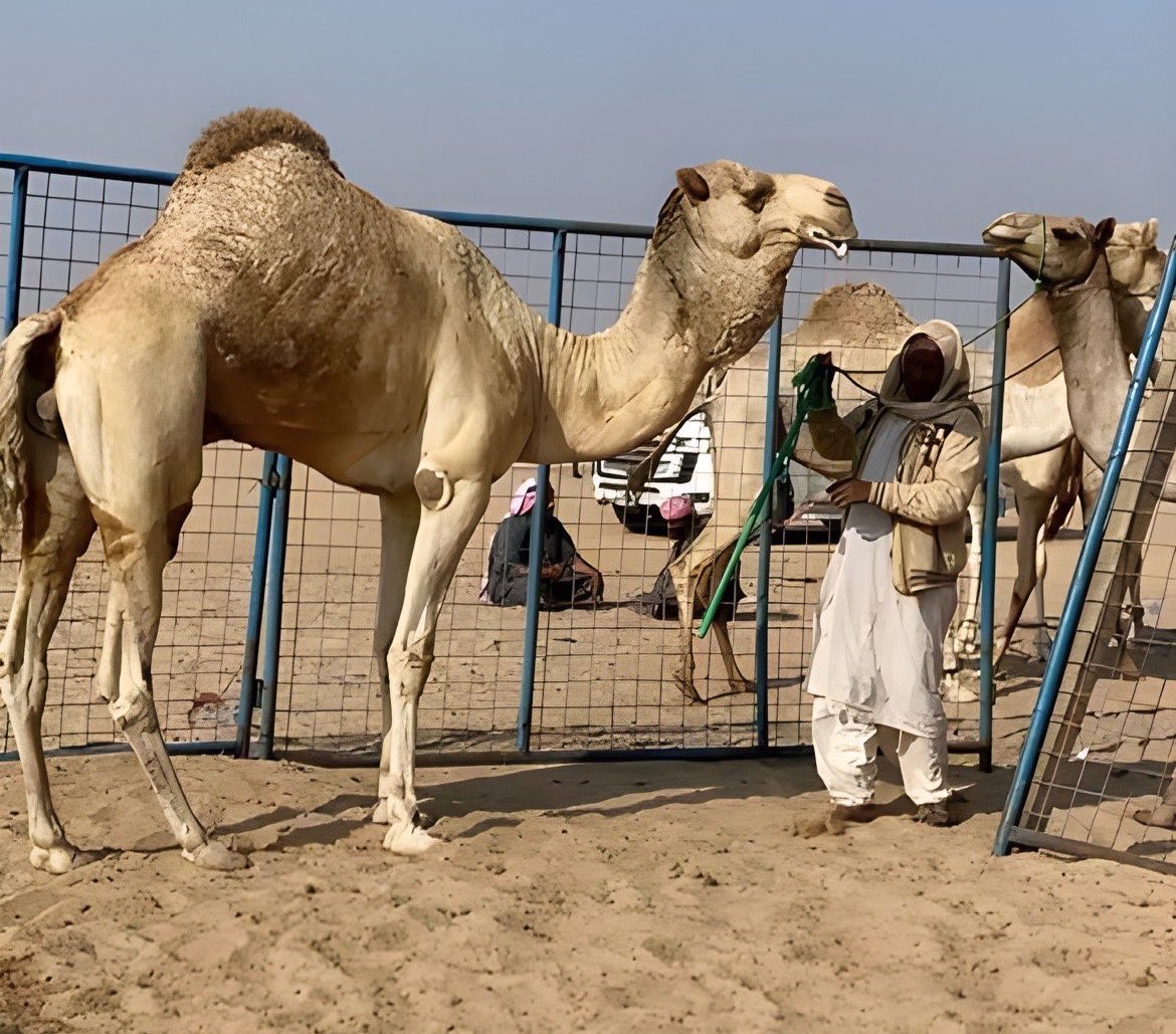 الهجن الاصايل 🐪 tweet media