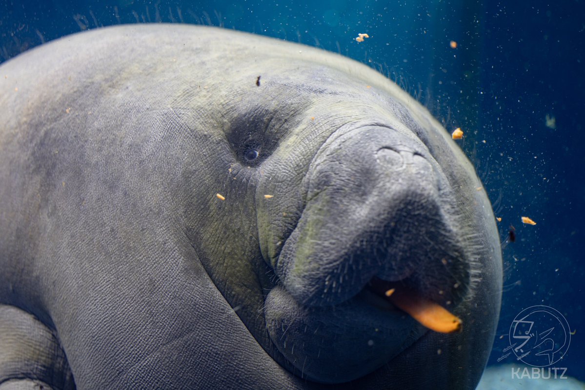 かぶつ tweet media
