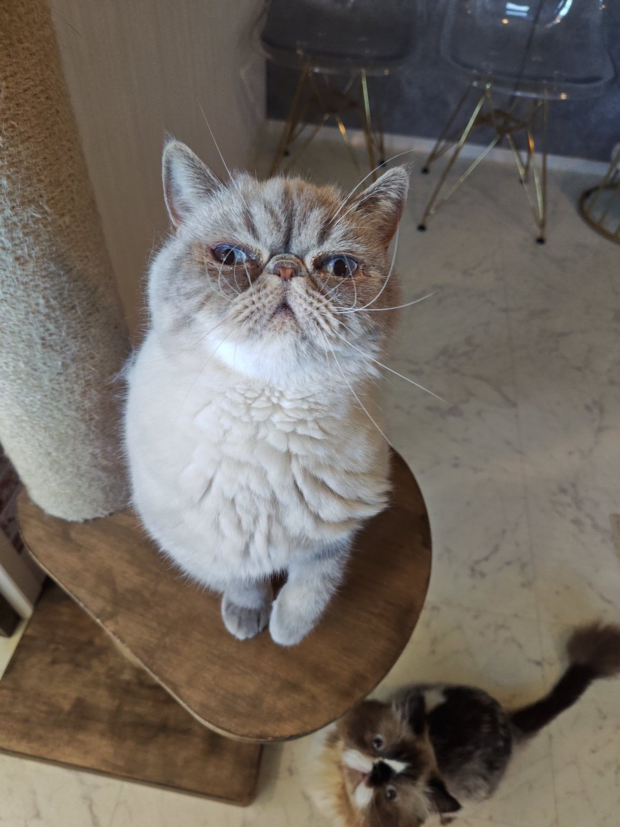 goronyans_y's tweet photo. 猫Cafeごろにゃんです😺
今日の石巻は快晴ですねぇ🌞
本日も１０時から営業しております♪
母の日に猫と癒しの時間を過ごしませんか？💕
ご来店お待ちしております😊 https://t.co/172O2gaV64