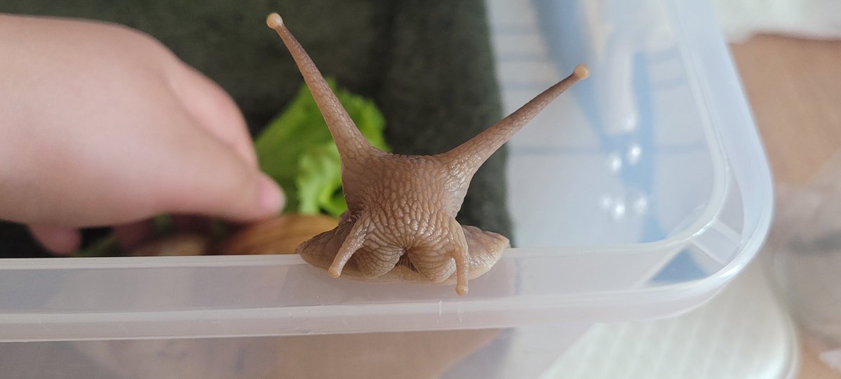 말랑팜🐌 tweet media
