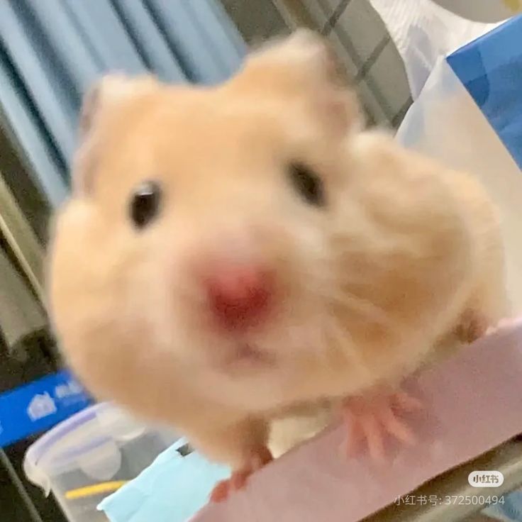 Tweets Of Hamster (@tweetsofhamster) on Twitter photo 