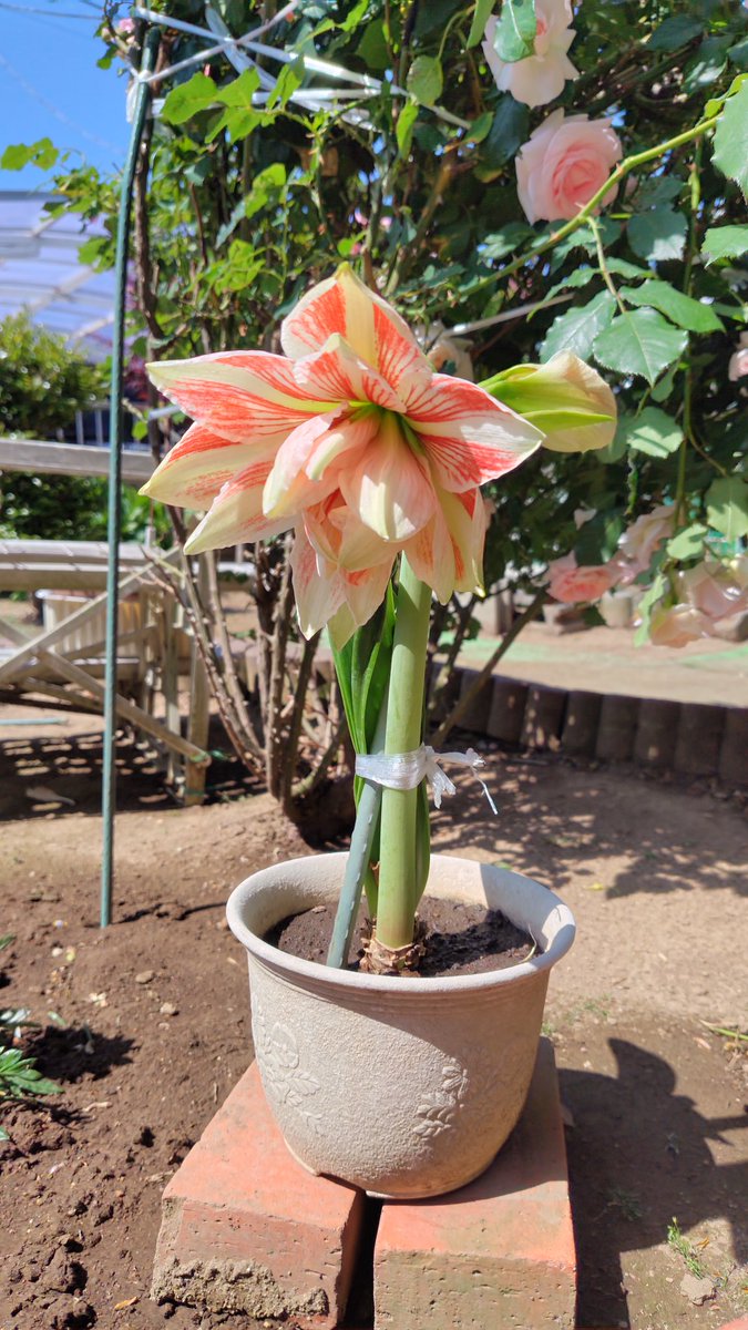 アマリリス