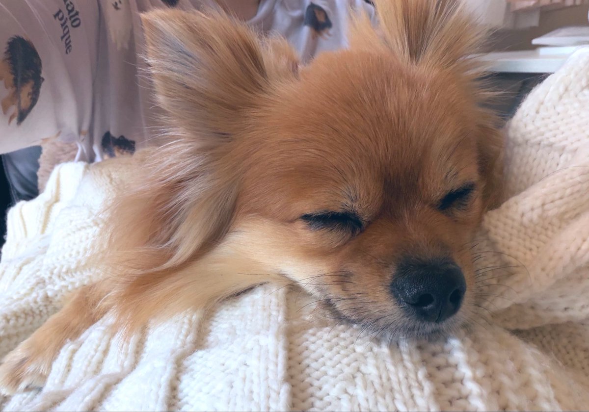 rado1230's tweet photo. 膝の上でこうなると1時間は動けない……嬉しいけど☺️
 #ポメラニアン #犬のいる暮らし https://t.co/uoRifjeMSe