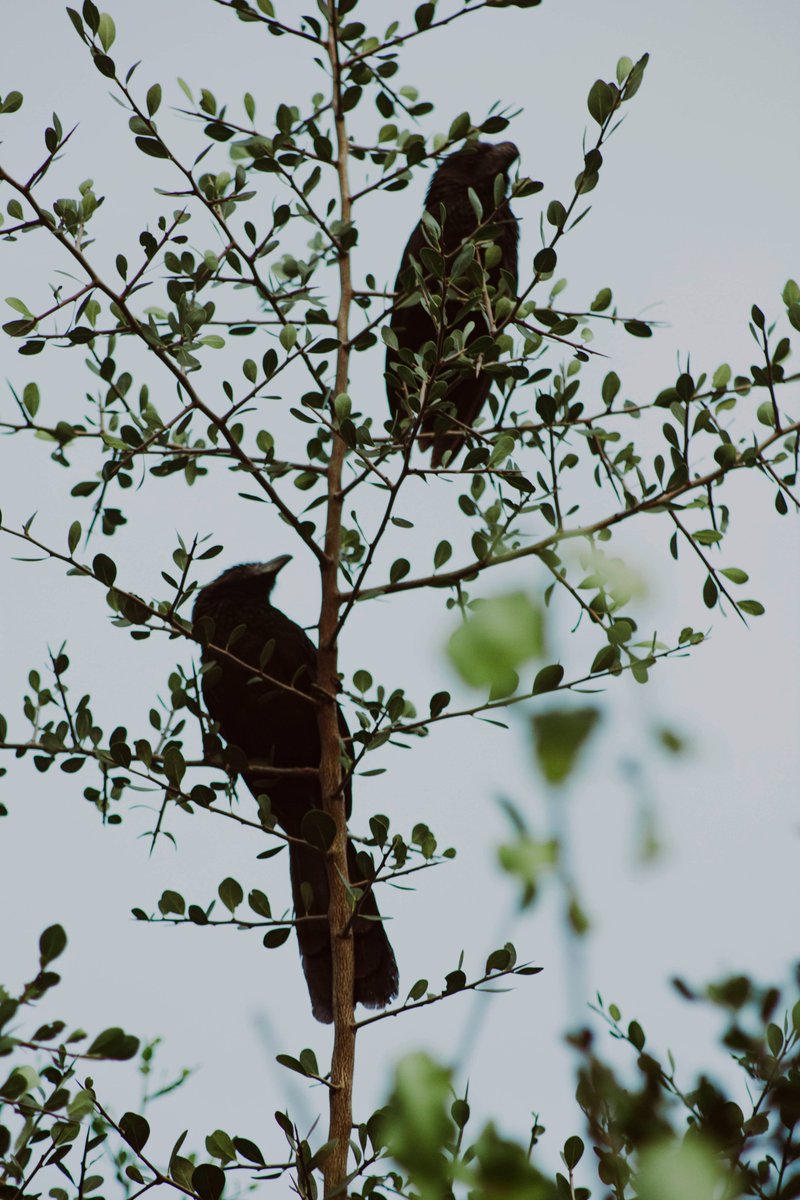 Pájaros negros en un árbol de espinas. 
Abundan las espinas donde vivo, también los pájaros de muchos colores.
#photography