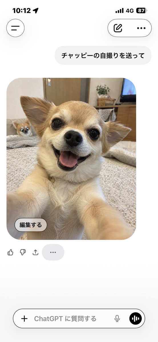 toto444186's tweet photo. チャッピーの自撮りがまさかの犬だった https://t.co/wCvELaShDD
