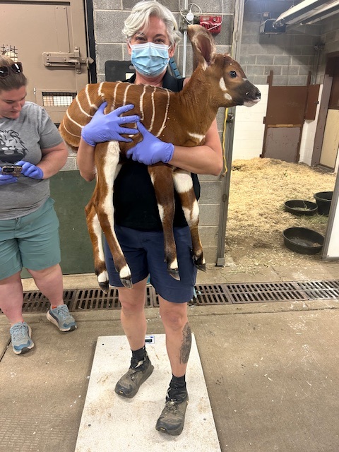 Denver Zoo Conservation Alliance tweet media