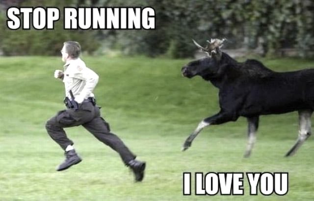 moose tweet media