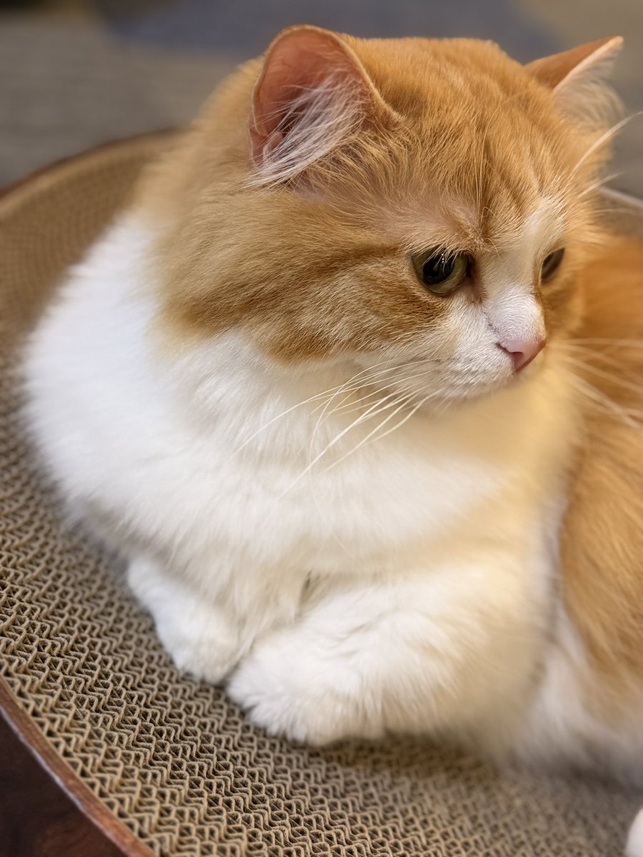 猫のこばん (@nasukara0720) / Posts / X