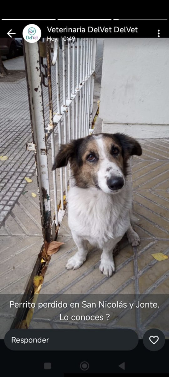Este perrito está perdido, apareció en Villa Del Parque pero está deambulando por varios barrios, si alguien conoce a los dueños está en San Nicolas y Lascano