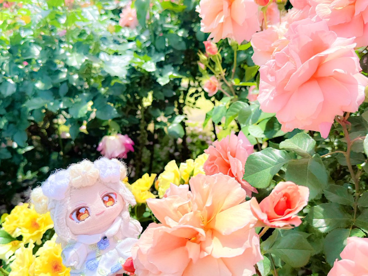 いの@ぬいアカ tweet media