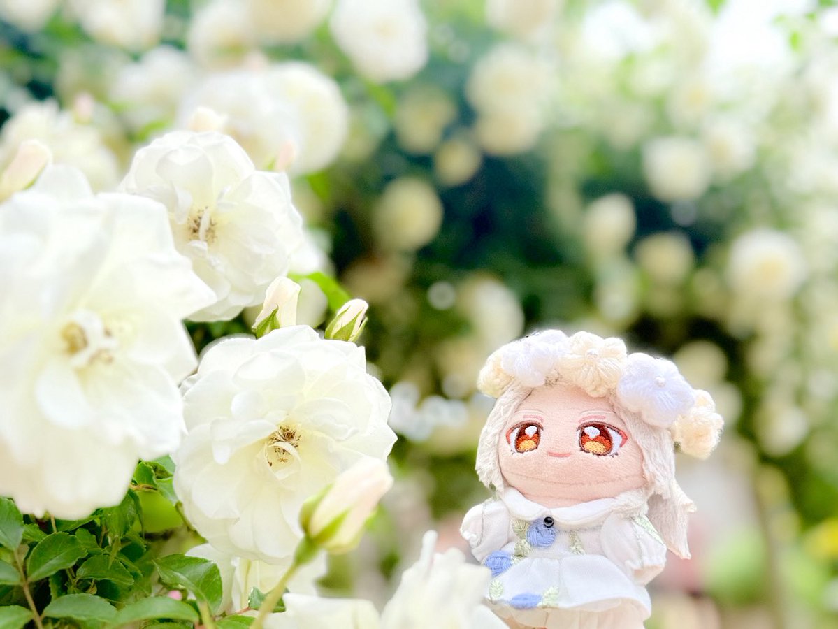 いの@ぬいアカ tweet media