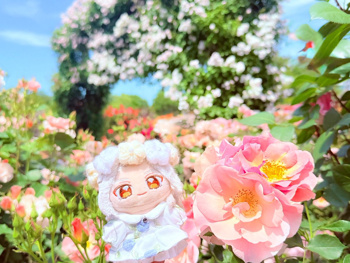 いの@ぬいアカ tweet media