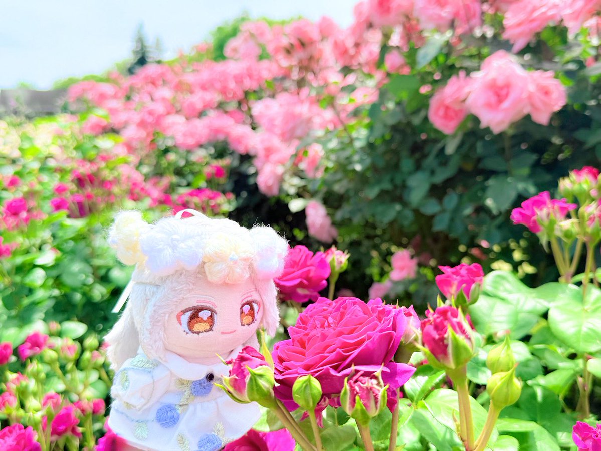 いの@ぬいアカ tweet media