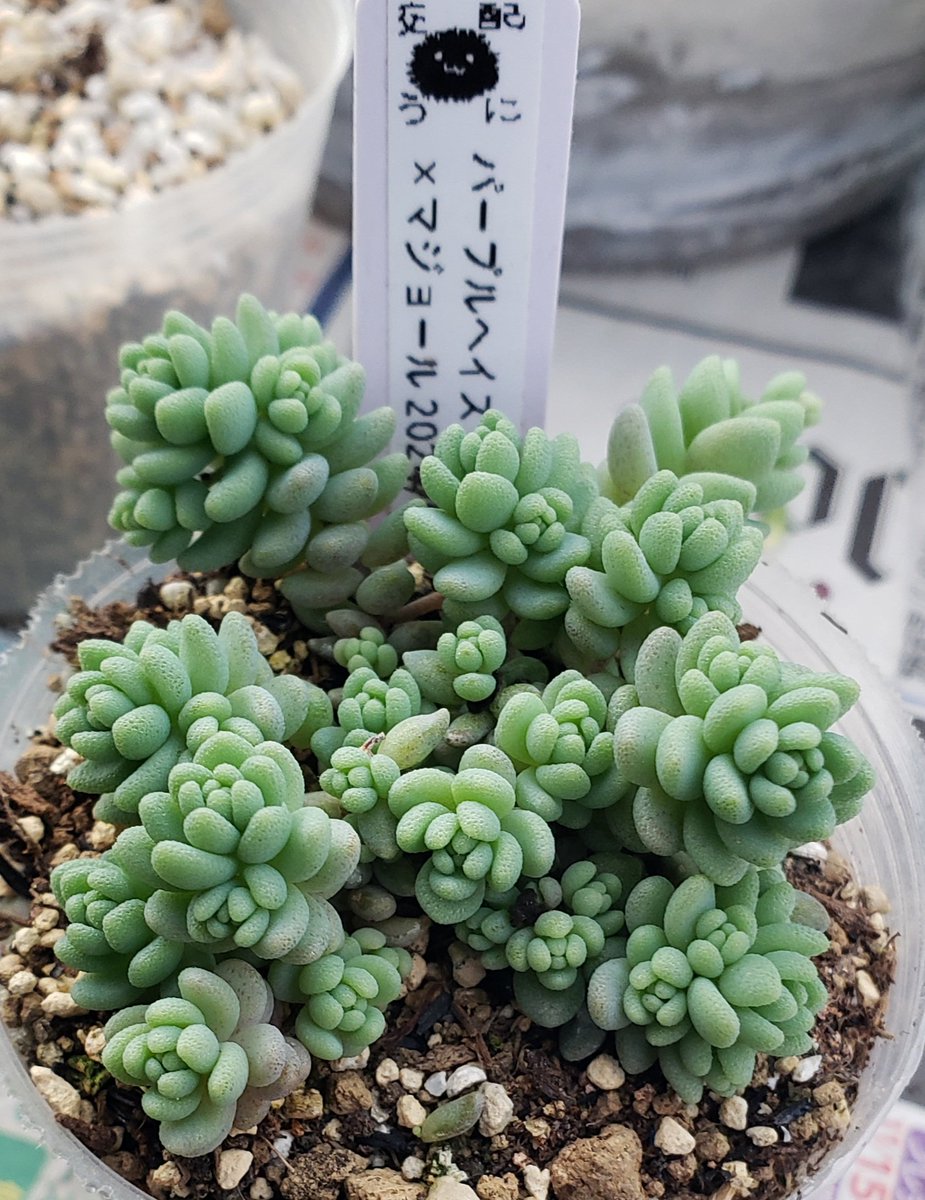 H*o様 パープルヘイズ×マジョール 多肉植物抜き苗うに うにさんの パープルヘイズXマジョール ほんとすごいですよね〜😳 私も