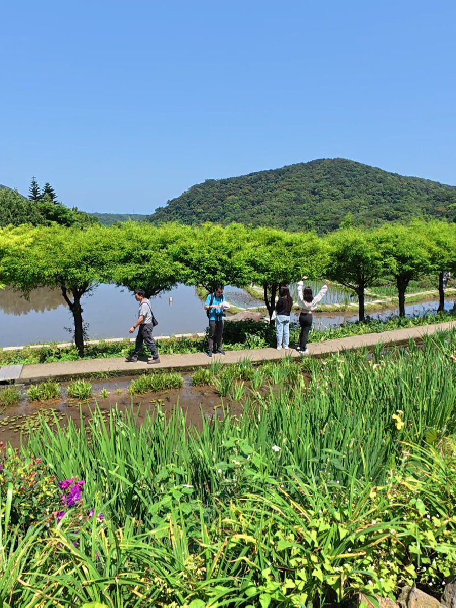 Elton5356's tweet photo. 嵩山梯田，是全臺唯一用陽明山火山岩砌成的百年石砌梯田，三百年多年前，先民以三角鼎立法來堆砌田埂的邊坡石墻，一塊塊石頭層層交錯出美麗的幾何圖案，每年四、五月是鳶尾花季；六月中下旬則是大波斯菊花盛開時節，到此一季節，花海與梯田景緻相互輝映，美不勝收！
https://t.co/IG96D8GFYr https://t.co/72ZeCM4F3U