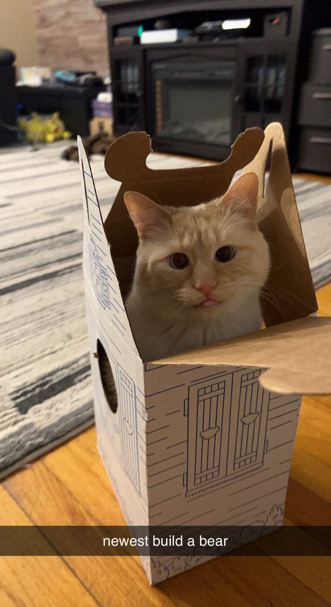syddschmidd's tweet photo. @dwecayedgirl aaaaaaa a flame point siamese ! looks just like my aunts cat https://t.co/Yxoo9rdErq