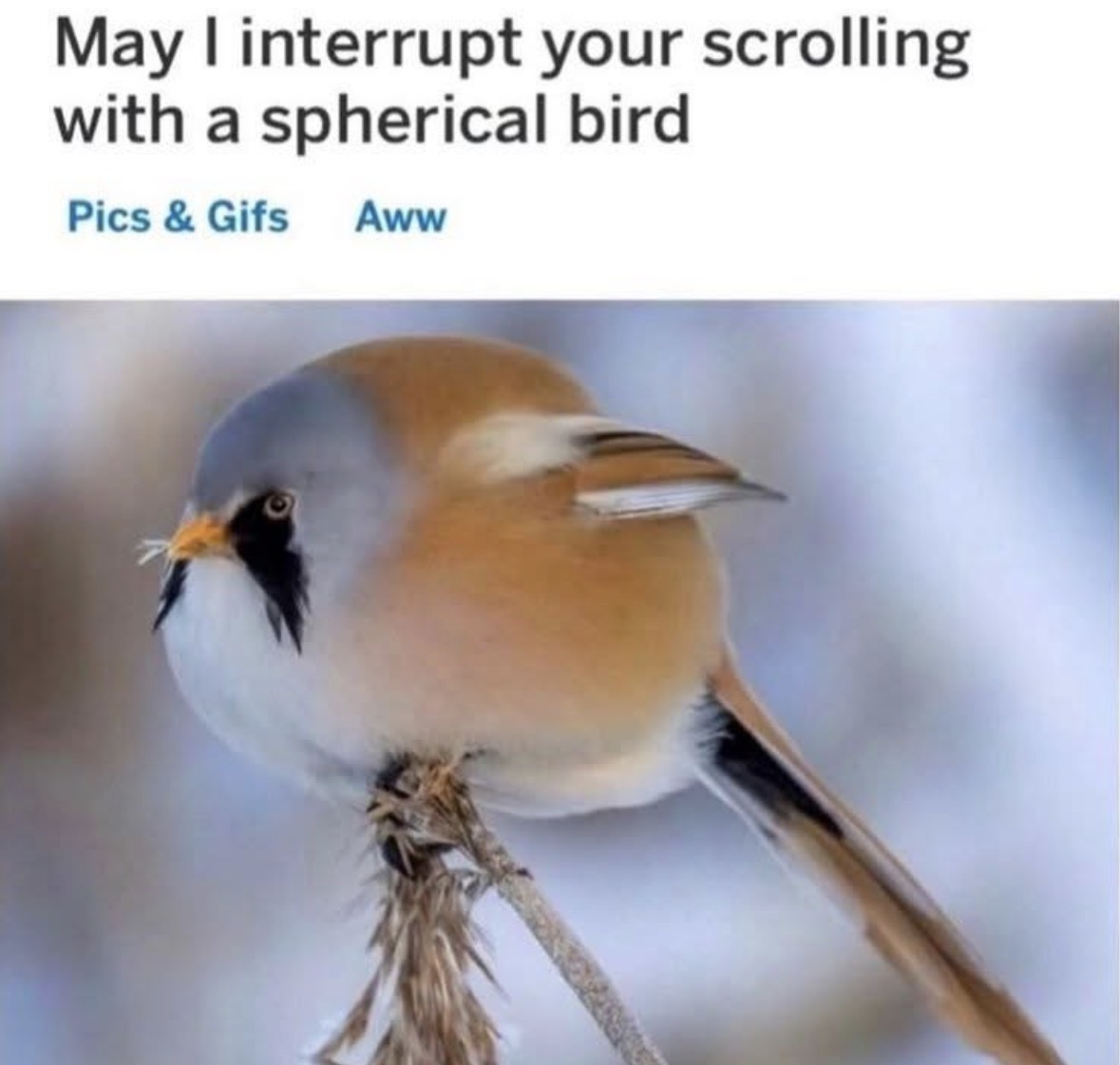 Respectful Memes tweet media