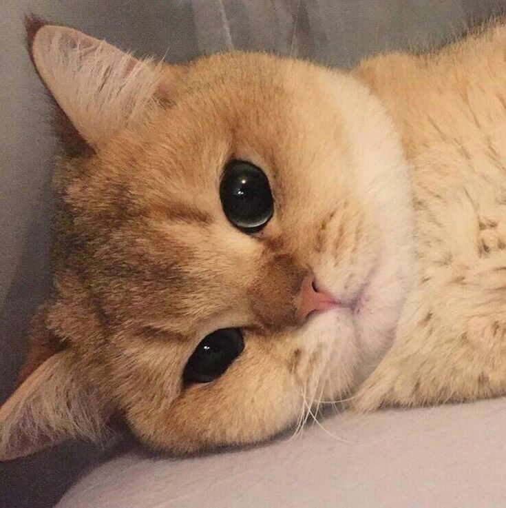 Cats all the way tweet media