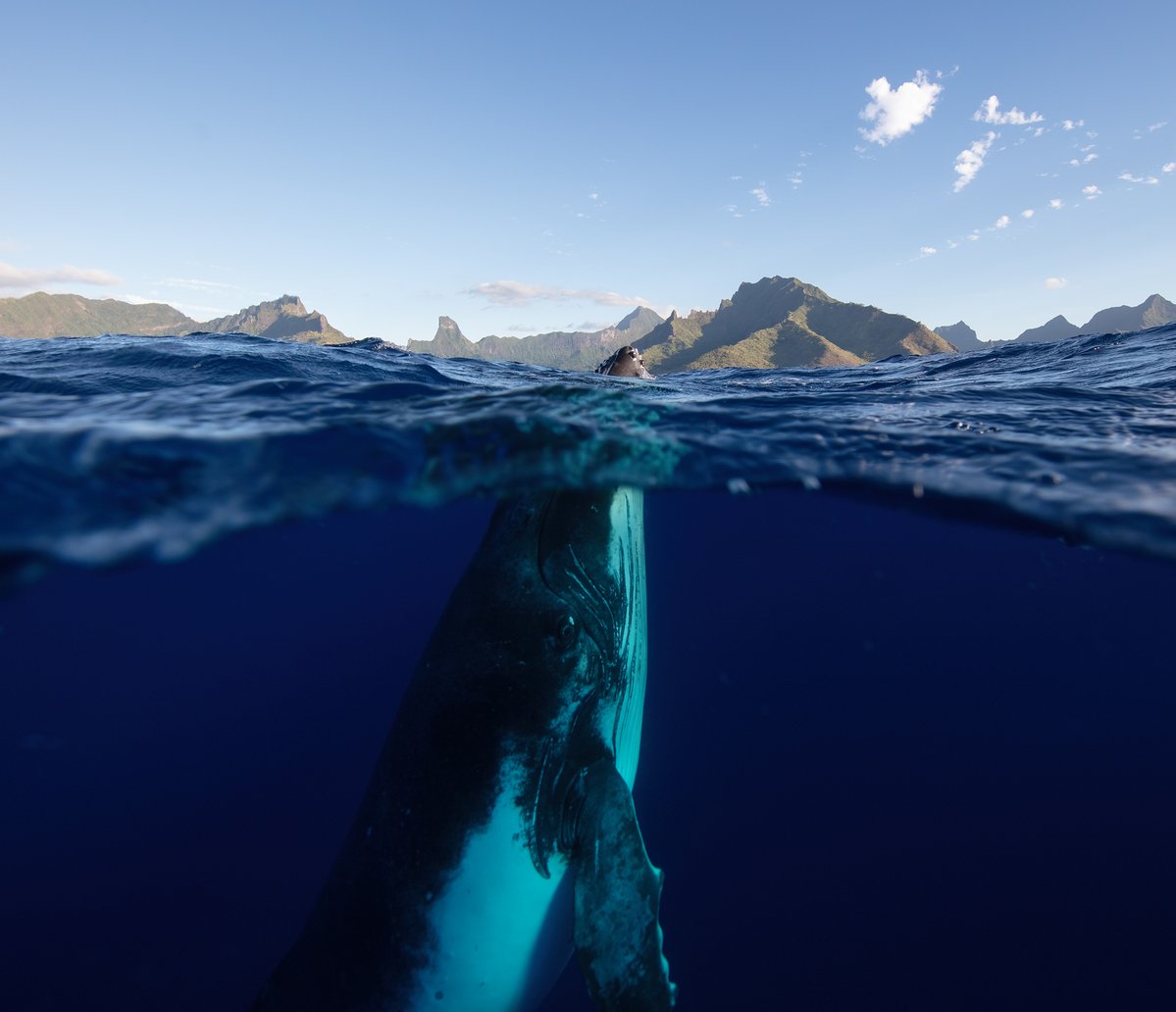 Ocean Conservancy tweet media