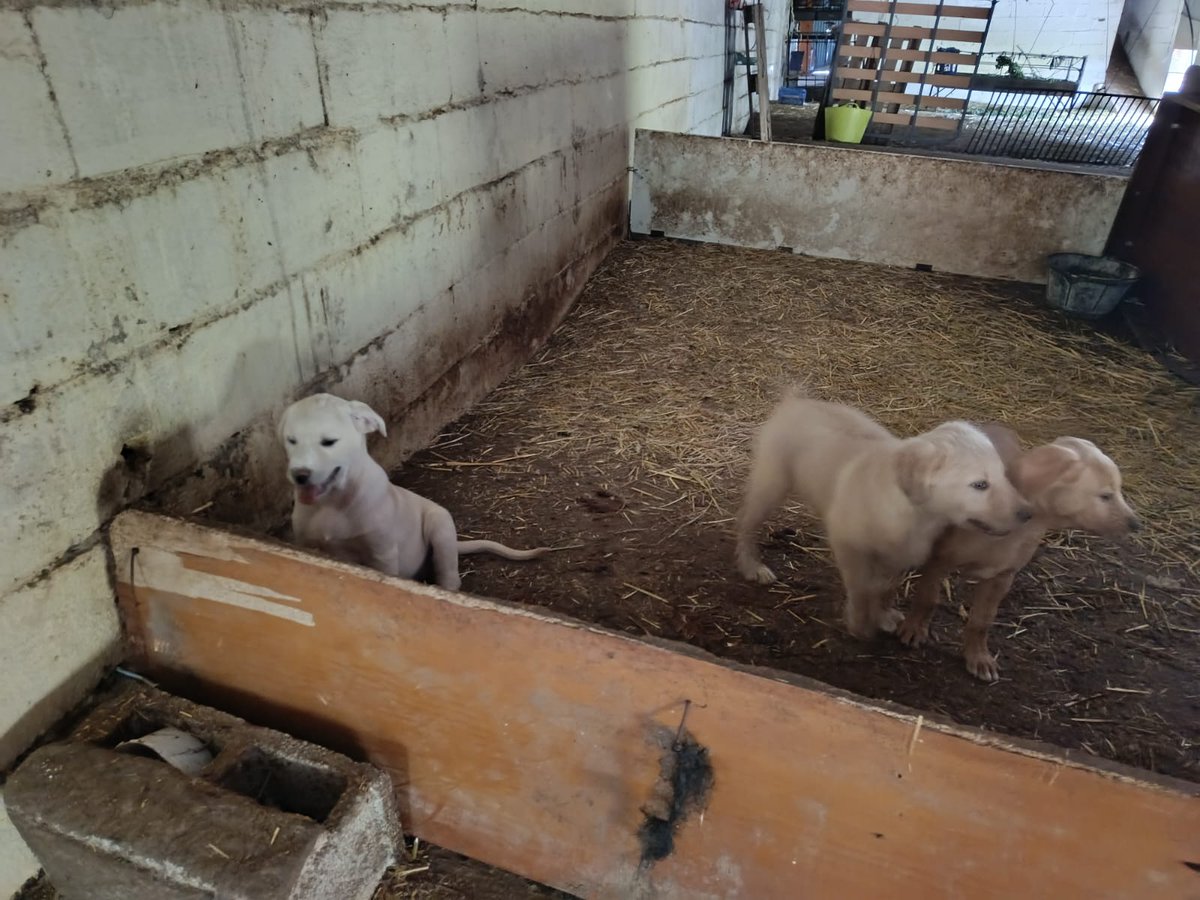 AMIacogemos's tweet photo. 🔴🔴🔴 Estos #perrillos de unas 8️⃣ semanas de edad, previsiblemente 
de tamaño mediano de adultos, necesitan #acogida hasta 
encontrarles una casa de #adopción.
🆘️ Si puedes acoger a alguno, envía un 📧 con tu 📞 a acogidasmalakitas@gmail.com
Te llamaremos enseguida.
Acoge‼️ https://t.co/XAhanA7fOS