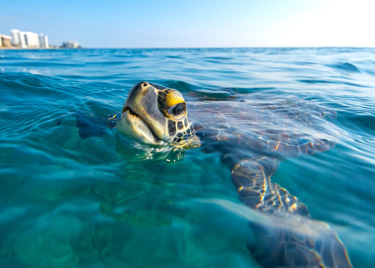 Ocean Conservancy tweet media