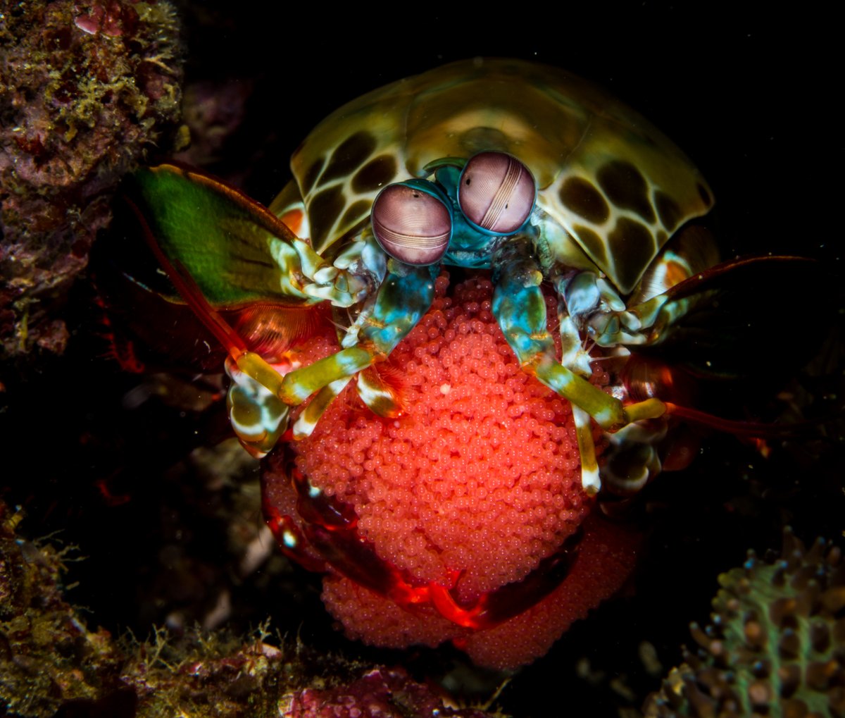 Ocean Conservancy tweet media