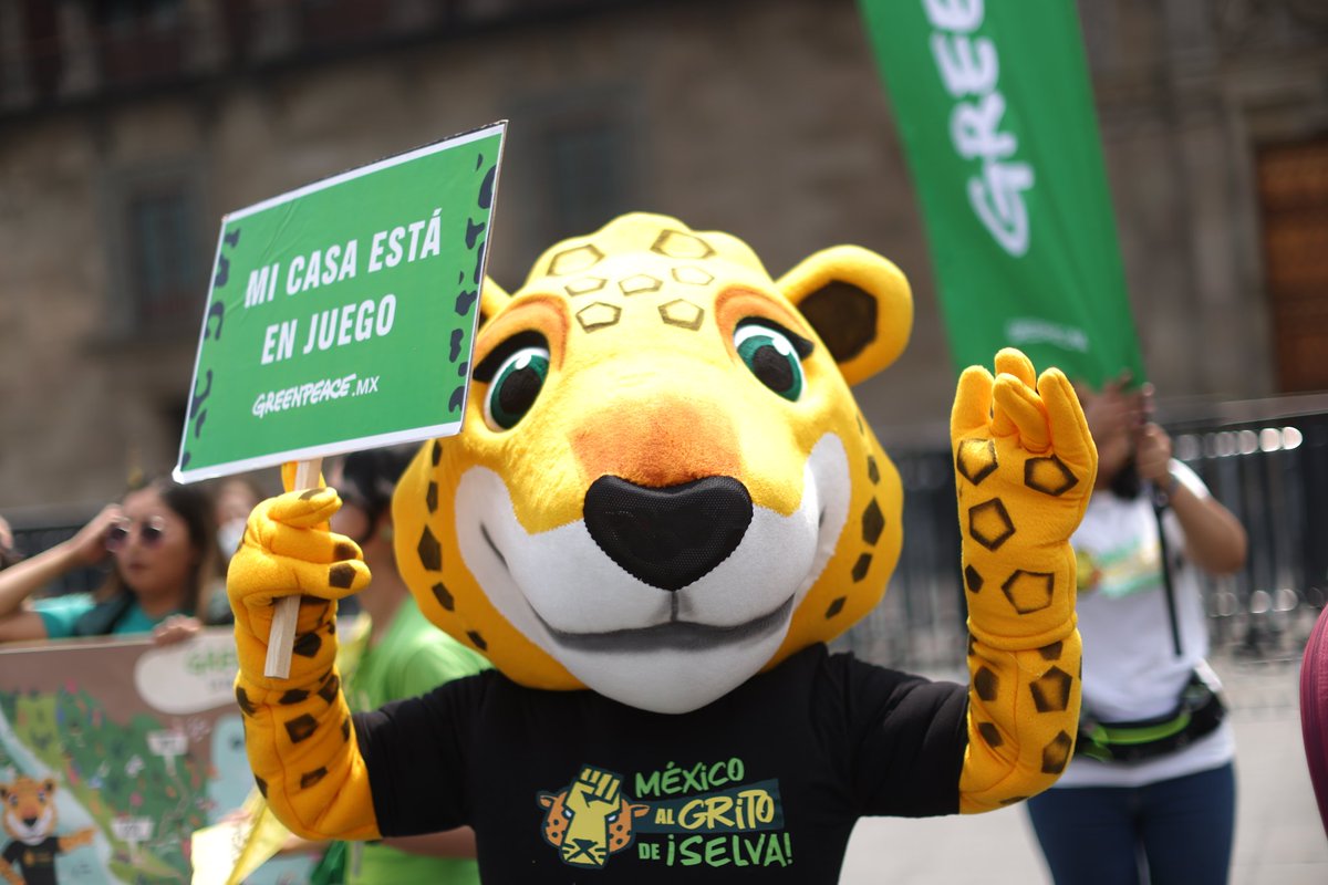 greenpeacemx's tweet photo. Firma y comparte para que nuestra voz llegue más lejos: https://t.co/OpukvaLUlY 👈
​¡El partido por la supervivencia se juega hoy mismo! 🐾⚽
​Hoy nos pusimos la camiseta por la Selva Maya en el arranque de La Ruta del Jaguar. 📢 ¡Gracias a todas y todos los que se sumaron hoy!💚 https://t.co/jtdwtKuSte