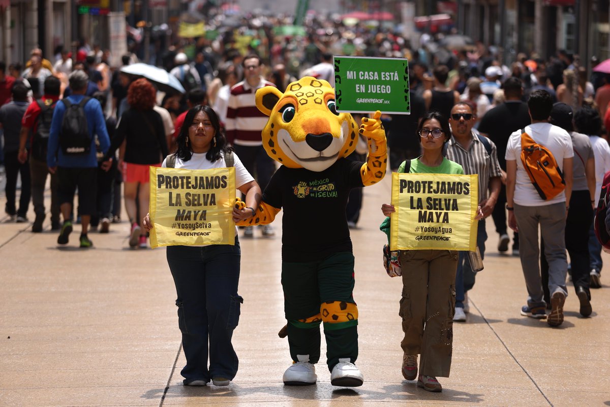 greenpeacemx's tweet photo. Firma y comparte para que nuestra voz llegue más lejos: https://t.co/OpukvaLUlY 👈
​¡El partido por la supervivencia se juega hoy mismo! 🐾⚽
​Hoy nos pusimos la camiseta por la Selva Maya en el arranque de La Ruta del Jaguar. 📢 ¡Gracias a todas y todos los que se sumaron hoy!💚 https://t.co/jtdwtKuSte