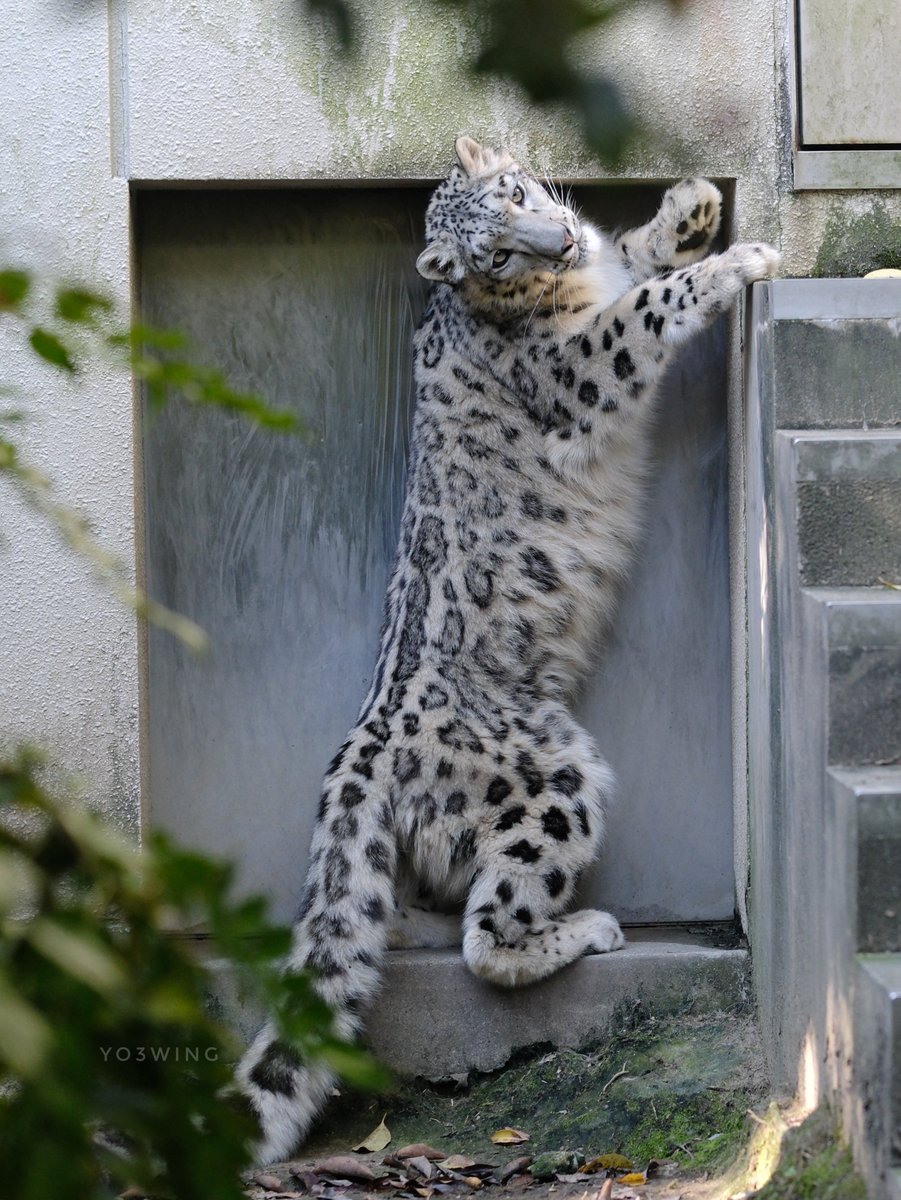 ヒメルでおはようございます🐾 Have a nice day✨ #ユキヒョウ