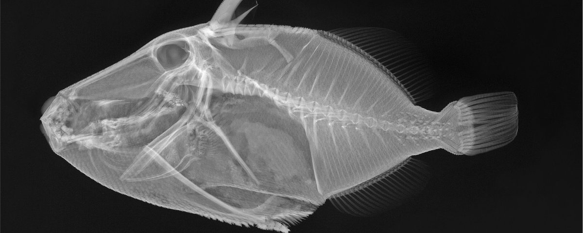 MSUMuseum's tweet photo. As Michigan’s first Smithsonian Affiliate, the MSU Museum brings exhibitions like "X-ray Vision: Fish Inside Out" from the Smithsonian Institution to our community.

See it for yourself: https://t.co/VfEkDLNMJn 
@smithsonian @sitesExhibits https://t.co/XM36LR7XBS