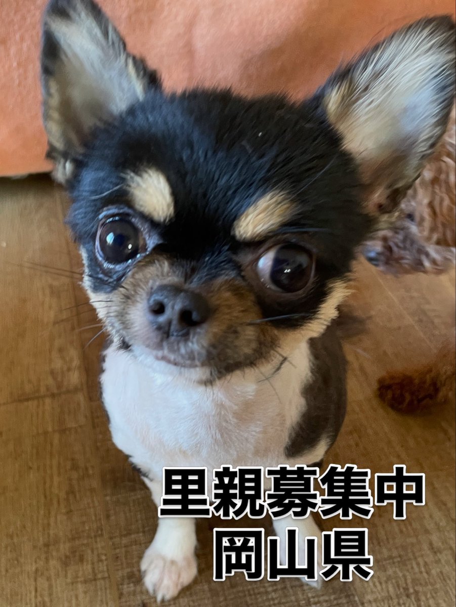 里親募集中‼️
リリィちゃん🐾
大人しい子ですよ🐶

#里親募集中#小型犬#保護犬#チワワ#殺処分ゼロ