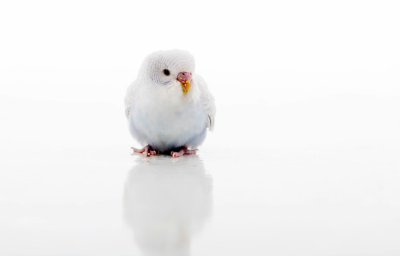 鳥爺本舗 tweet media