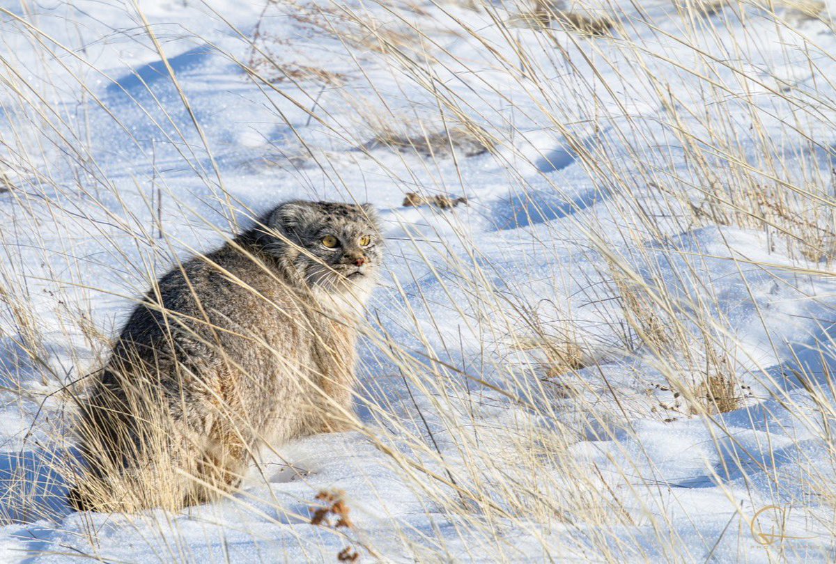 AdventureSeek3r's tweet photo. Sharing one last set of trip photos featuring the Pallas’s cat. Snow leopard coming next! 🐾 https://t.co/rm67wVTZI4