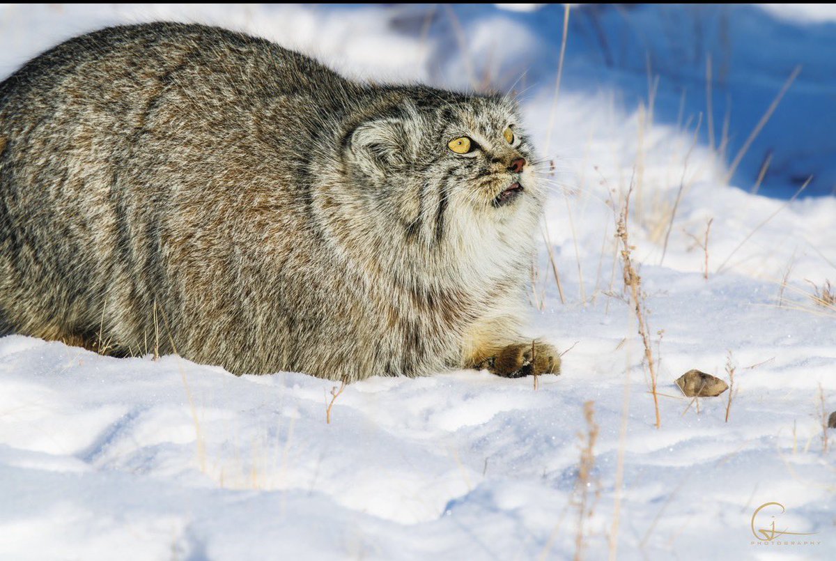 AdventureSeek3r's tweet photo. Sharing one last set of trip photos featuring the Pallas’s cat. Snow leopard coming next! 🐾 https://t.co/rm67wVTZI4