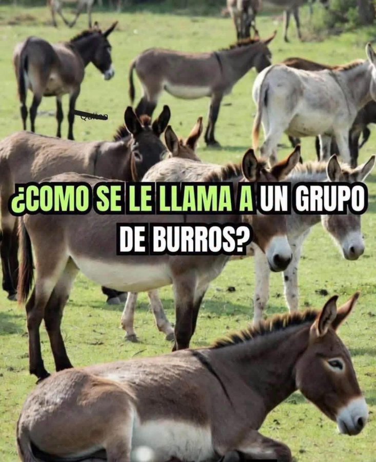 Anibal Rendon tweet media
