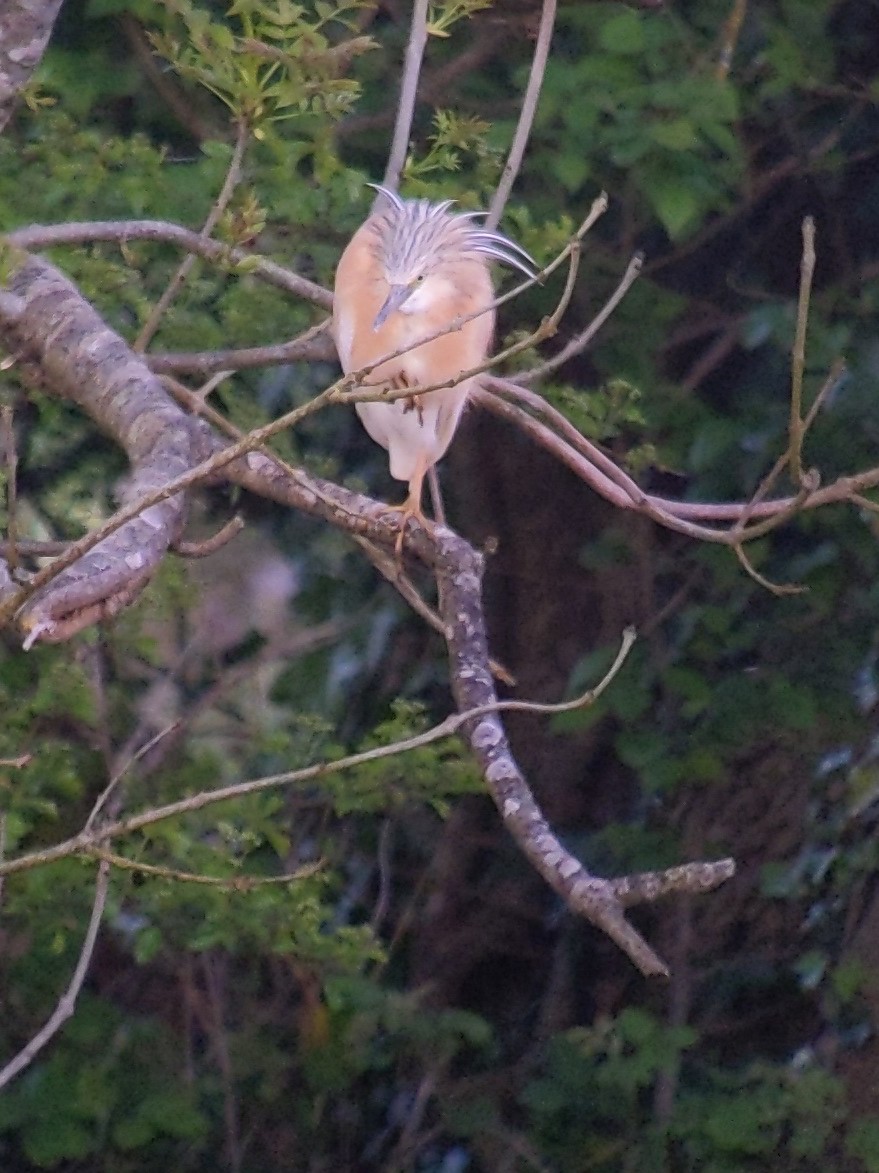 BC_Gemma's tweet photo. The very rare Squacco Heron this evening, East Cork. #Birds #IrishBirding #BirdsSeenIn2026 https://t.co/thaIai7pJm
