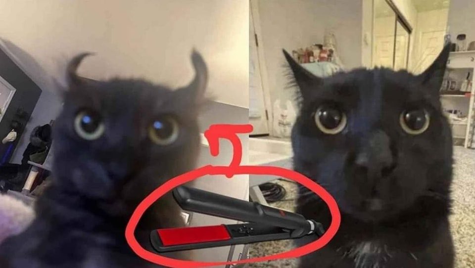 daily cats ♡ tweet media