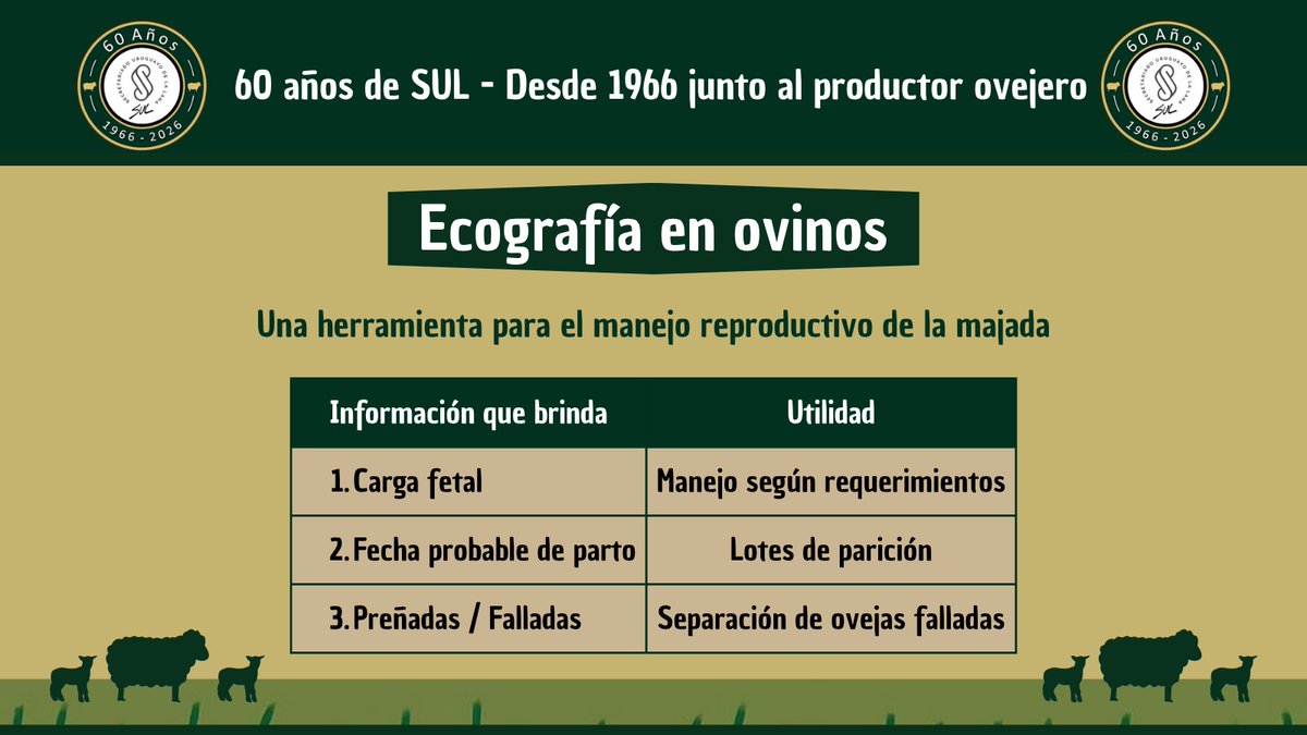 SUL_uy's tweet photo. 🔔 Importancia de la ecografía en el manejo preparto 👉 El estado corporal de la oveja va a determinar el peso al nacer de los corderos, así como su supervivencia. 🐑 🌄

💻 Más información en https://t.co/00kXaCd3NU https://t.co/0ZCPIhiR4g