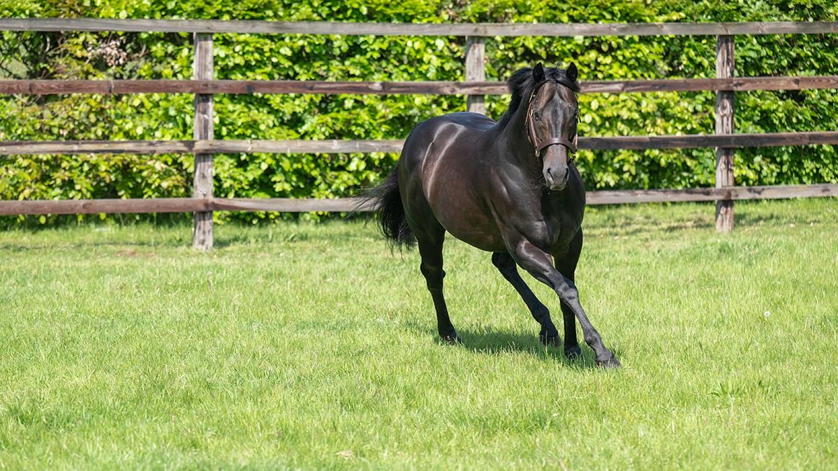 newsellspark's tweet photo. SKY SECRET (A’Ali ex Swiss Affair) 2 yr colt - Another smart A’Ali winner, comfortable pillar to post success this evening @LeicesterRaces congrats Owner Miss J Deadman & S. Barrow, Trainer Clive Cox, Jockey Jack Nicholls, Breeders NPS & A’Ali Partnership #royalrocket #newsellsparkstud