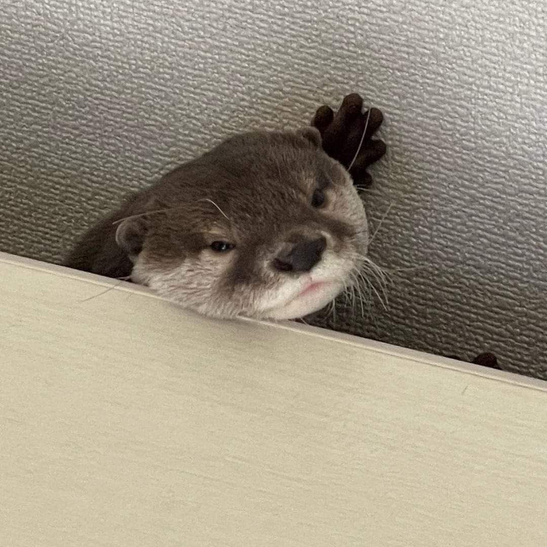 Charlie Cox as Otters tweet media
