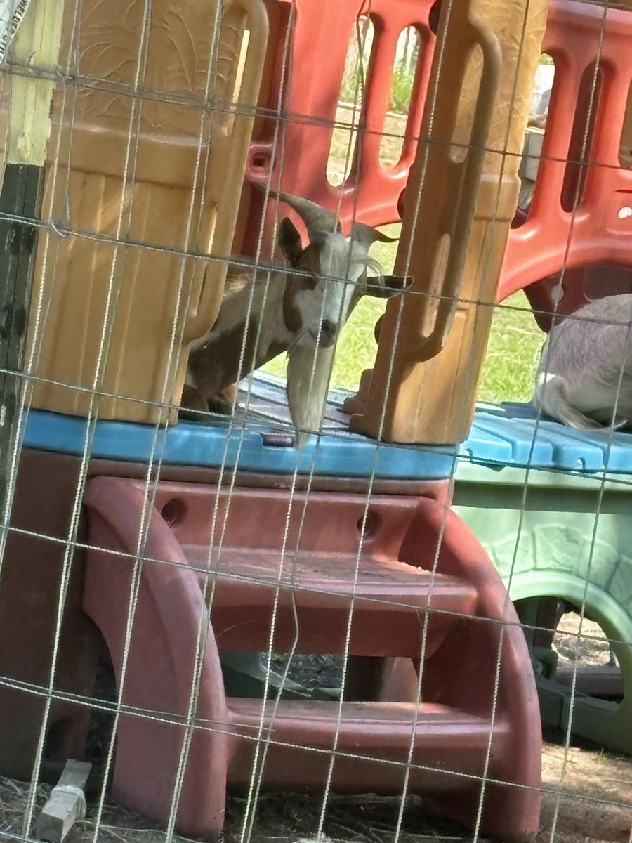 explodingsunnn's tweet photo. sometimes ur just a goat on a playground https://t.co/4cR74LTgRB