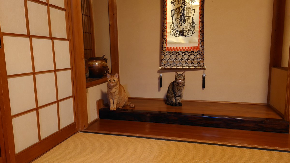JF4RVX's tweet photo. 【床の間に猫の置物？🐱】

去年12月上旬に父が亡くなり、徐々に父が使っていた部屋を愛猫に解放しているのですが、ここ最近、床の間に猫の置物の様に愛猫が二匹仲良く座ってました😊
父の供養のお務めでもしているのでしょうか？(笑)

#猫
#愛猫 https://t.co/0FQ7TCgpDI